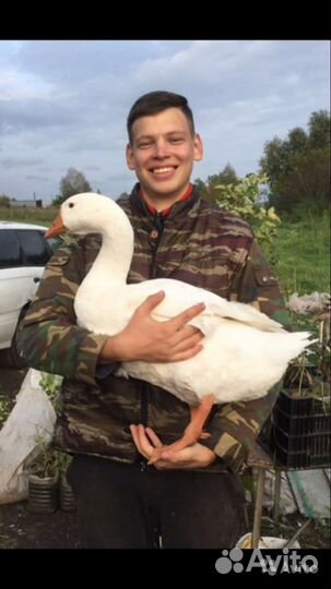 Племенная птица. Гусинные яйца