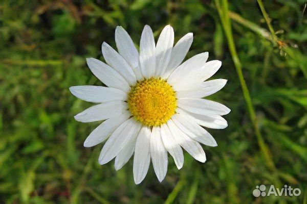 Ромашка трава
