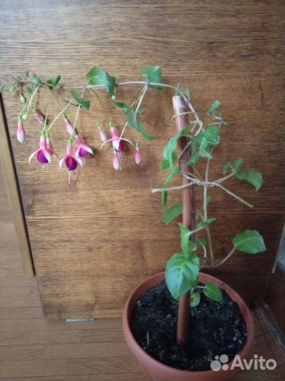 Комнатные цветы фуксия и другие