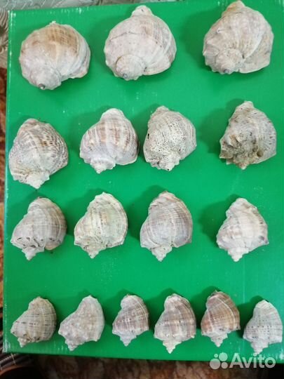 Морские ракушки