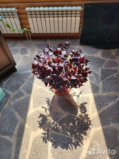 Растения для офиса,банка,кафе