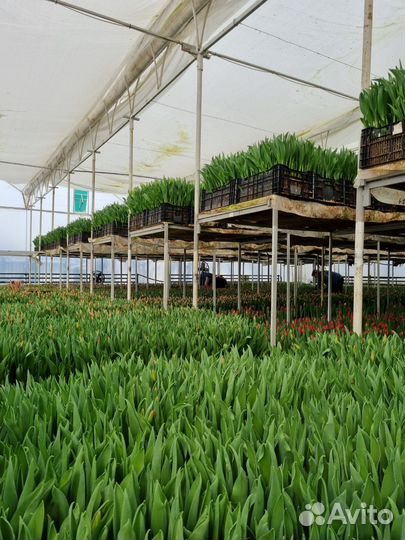 Тюльпаны оптом