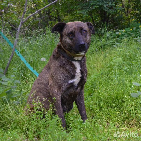Тайра в поисках дома
