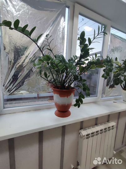 Замиокулькас