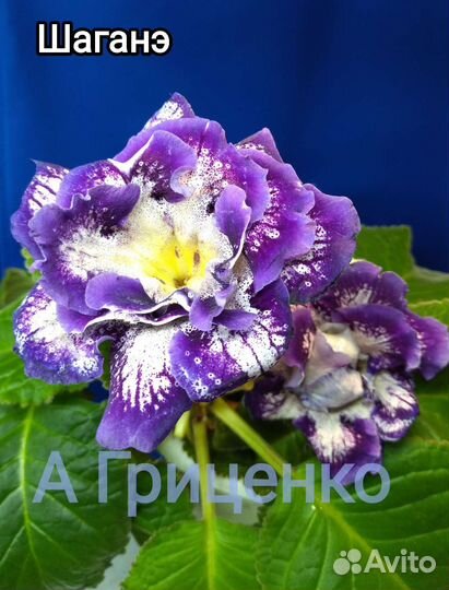 Пеларгонии, глоксинии, фуксии