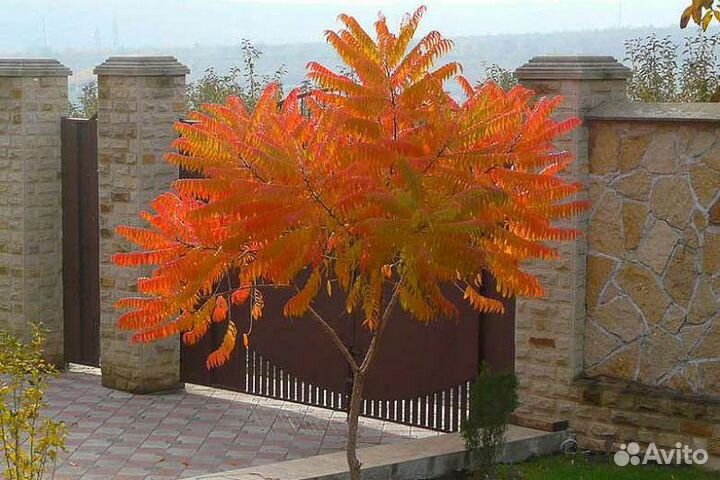 Семена сумаха