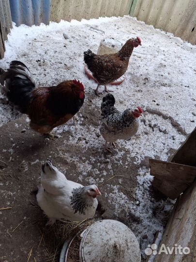 Куры петухи