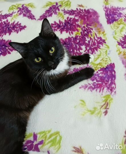 Котик в добрые руки