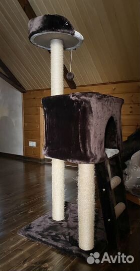 Домашние животные кошки