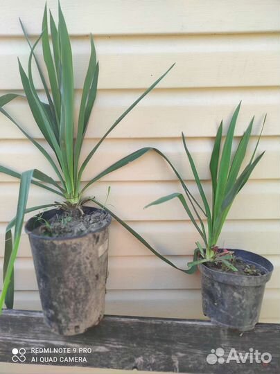 Юкка, флокс Ауреоле