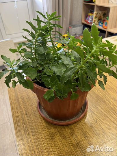 Комнатные растения цветы