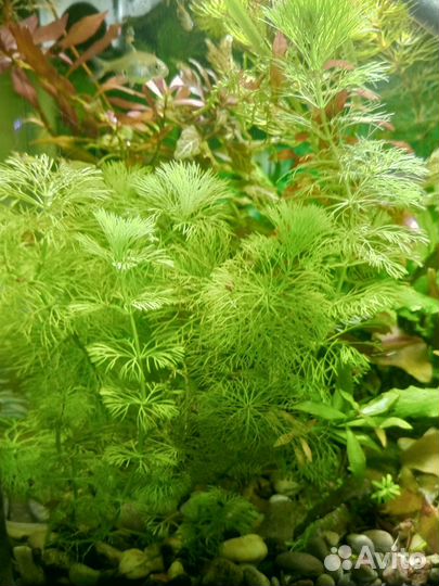 Аквариумное растение