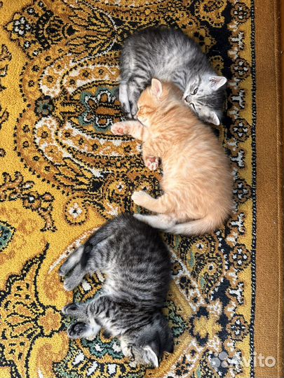 Британские котята