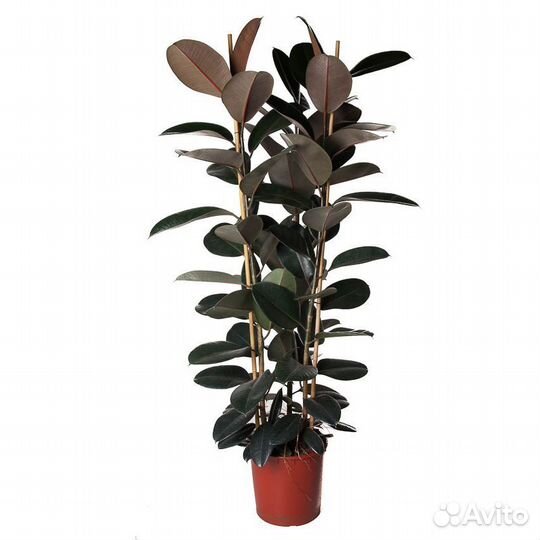 Растения для дома