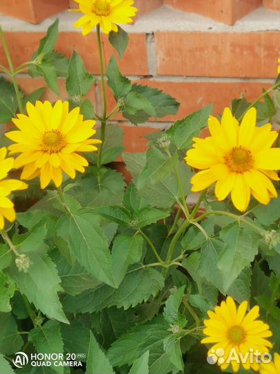 Ромашка садовая крупная