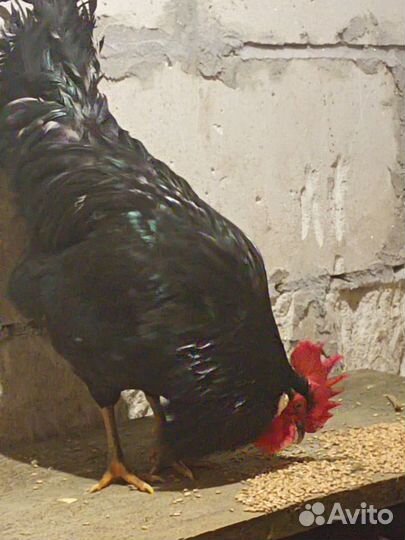 Молодые петухи