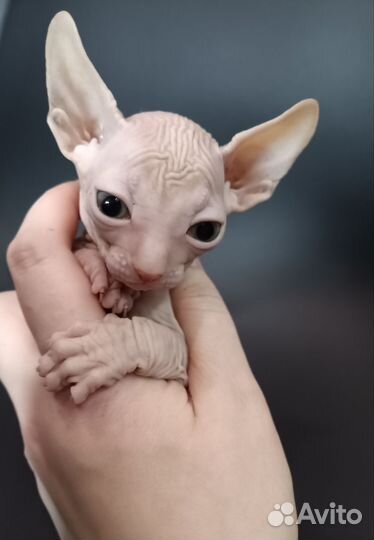 Донской сфинкс