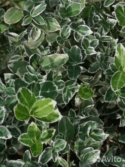 Барвинок вариегата