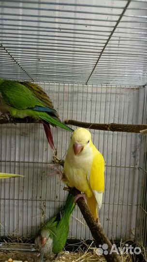 Попугай выкормыши 3 мес