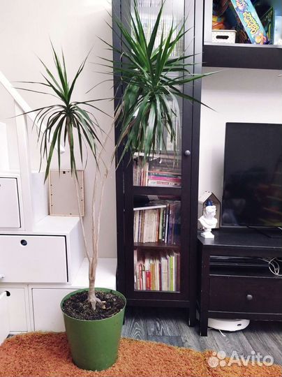 Пальма драцена 140 см