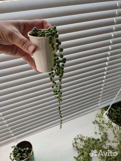 Роули крестовник