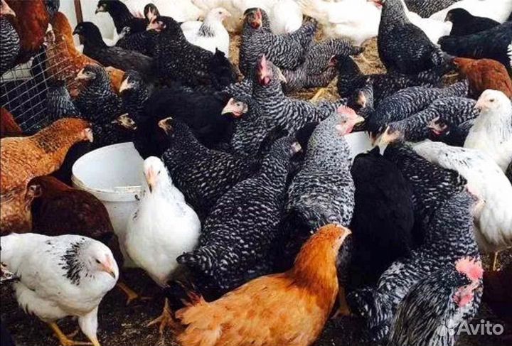 Куры молодые несушки в возрасте 3,5-5 мeсяцев