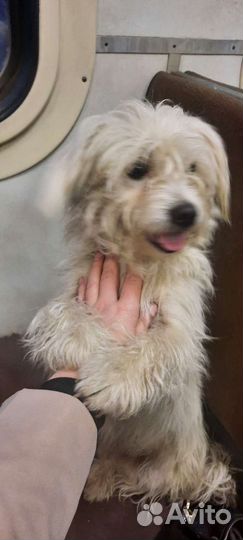 Найдена собака