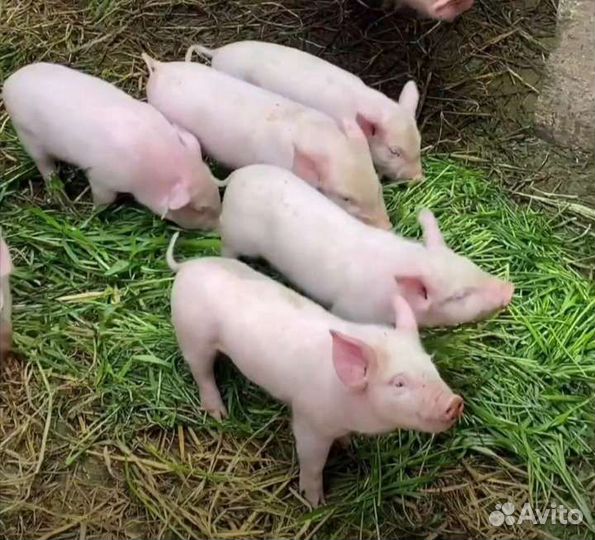 Поросята ландрас