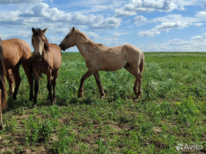 Жеребята, жеребчики