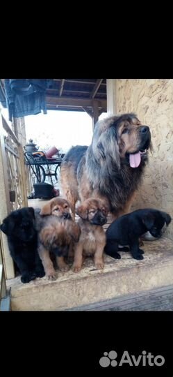 Лобрадор в добрые руки