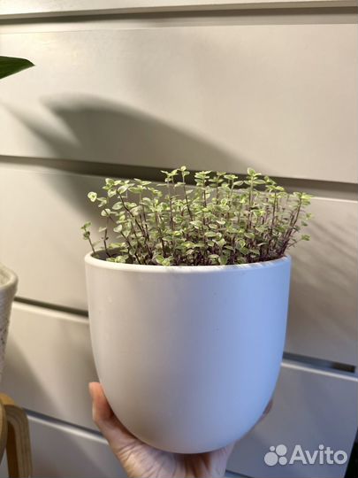 Кализия розовая пантера