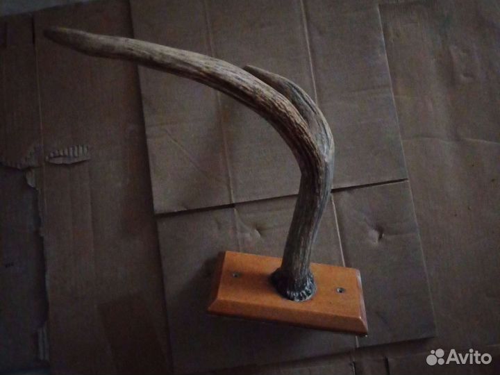 Старинная вешалка рога.1940-1950 годы