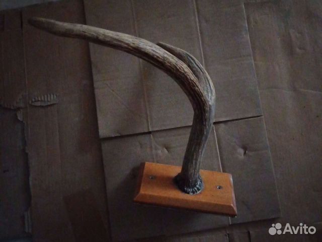 Старинная вешалка рога.1940-1950 годы