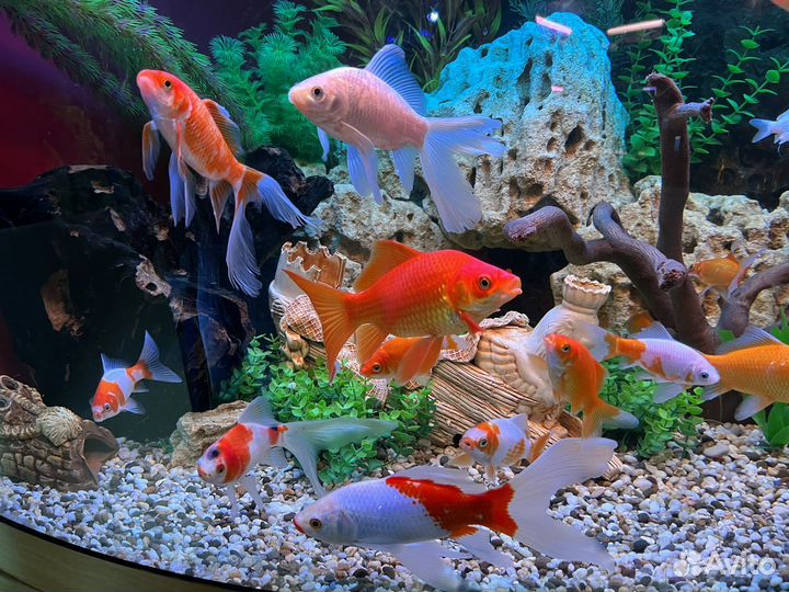 Аквариумные рыбки и растения