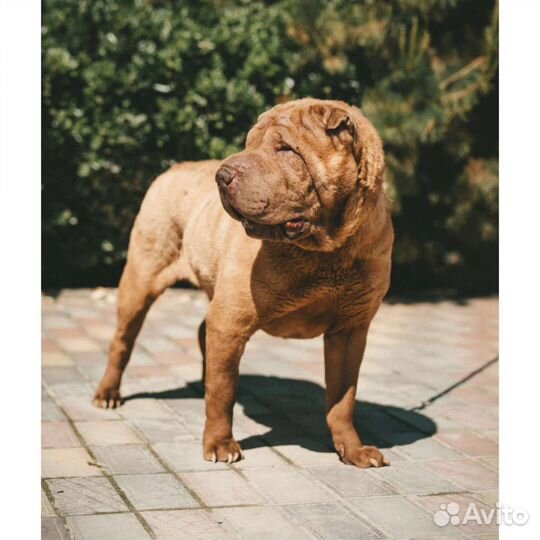 Шарпей отдам