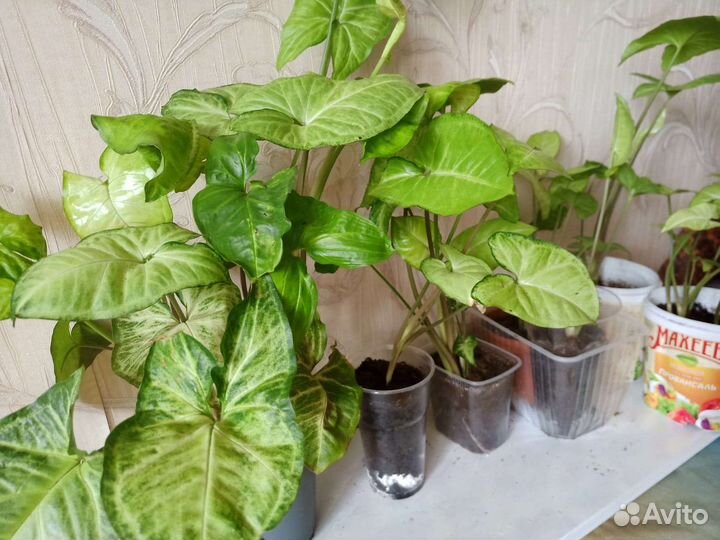 Диффенбахия, сингониум