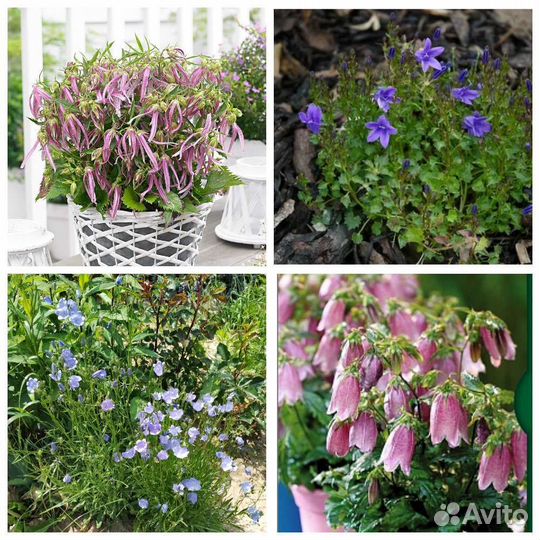 Колокольчики садовые(зкс)