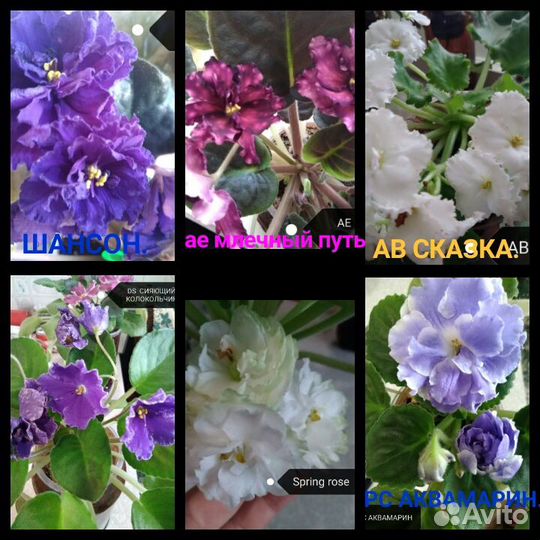 Фиалки, лист, срез