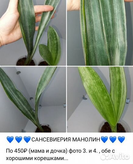 Комнатные растения