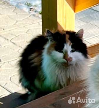 Трёхцветная девочка ищет дом