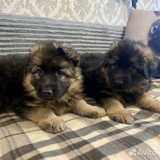 Щенки немецкой овчарки