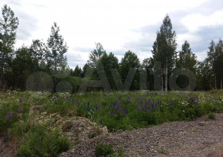 Участок 19 сот. (СНТ, ДНП)