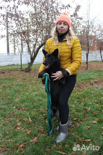 Собака красотка ищет дом