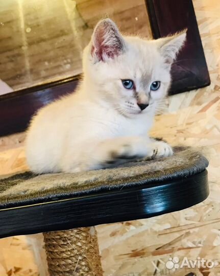 Котёнок Фрида ищет дом