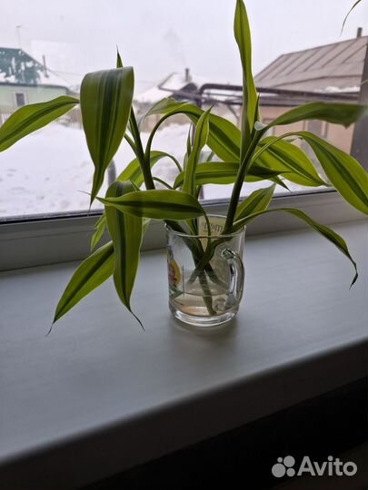 Драцена Сандера