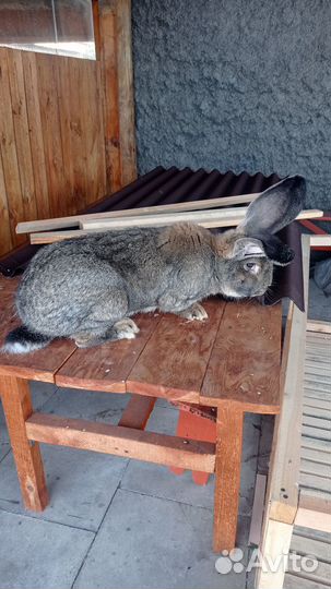 Кролики породы Ризен