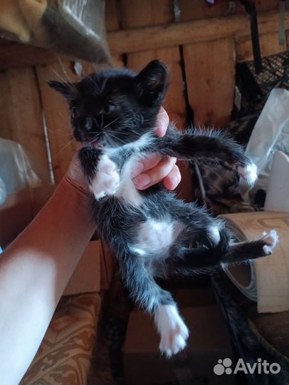 Котята в добрые руки бесплатно