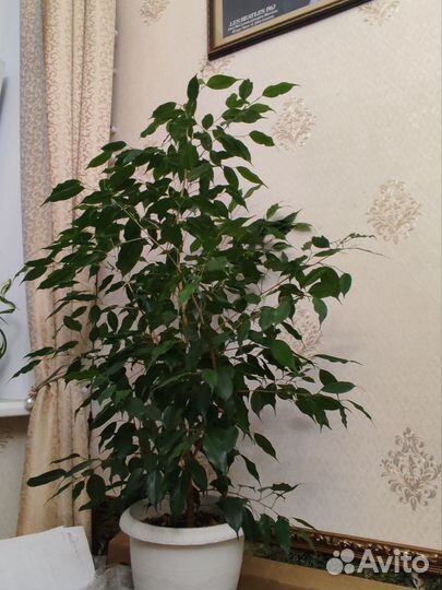 Фикус Бенджамин