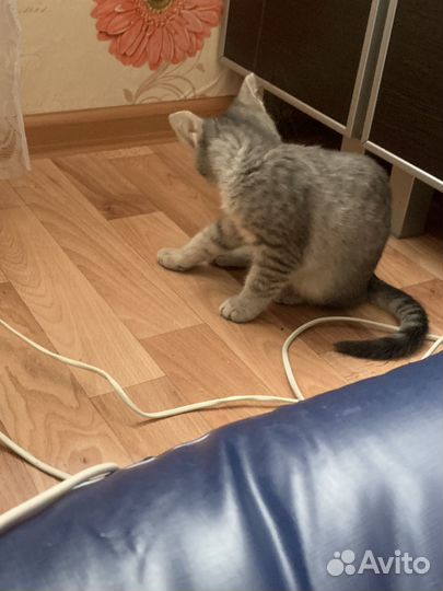 Котенок мальчик серый