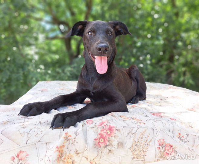 Щенок в добрые руки